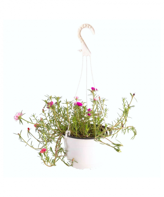 Portulaca grandiflora double , hanging pot, ALayadi alkhadra nursery, 1080x1080