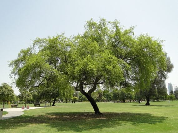 Ziziphus spina-christi (السدر البلدي)