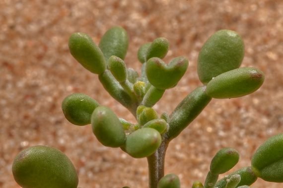 Zygophyllum qatarense (رطريط) - Image 2
