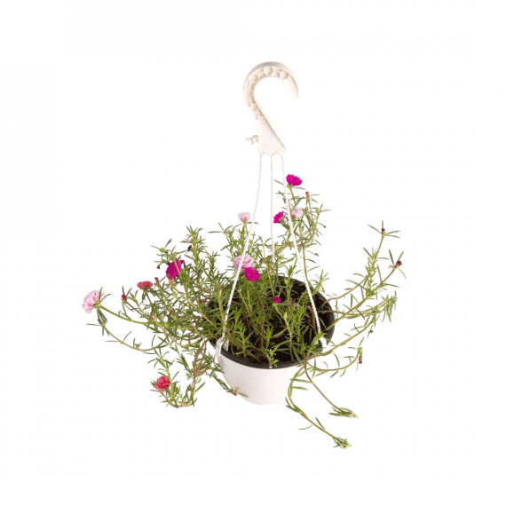 Portulaca grandiflora double , hanging pot, ALayadi alkhadra nursery, 1080x1080