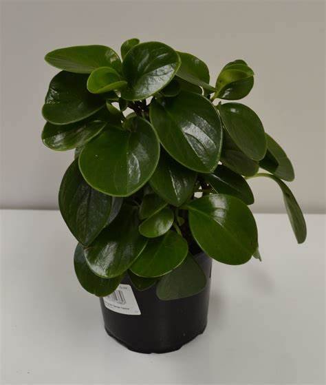 Peperomia obtusifolia (ببروميا)