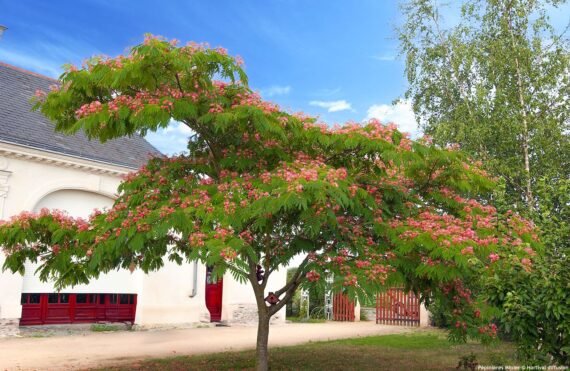 Albizia Julibrissin (ألبيزيا جوليبريسين)