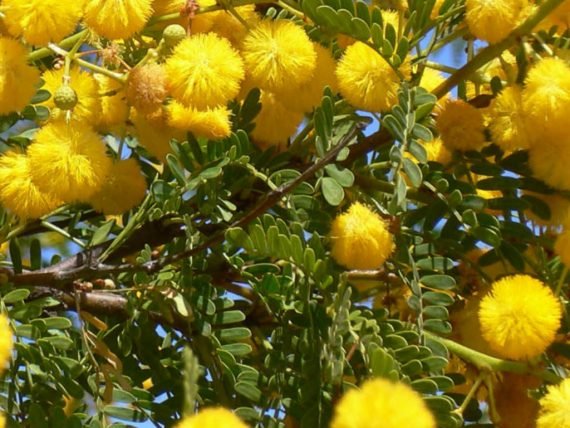 Acacia Franesiana (طلح الفتنه) - Image 3