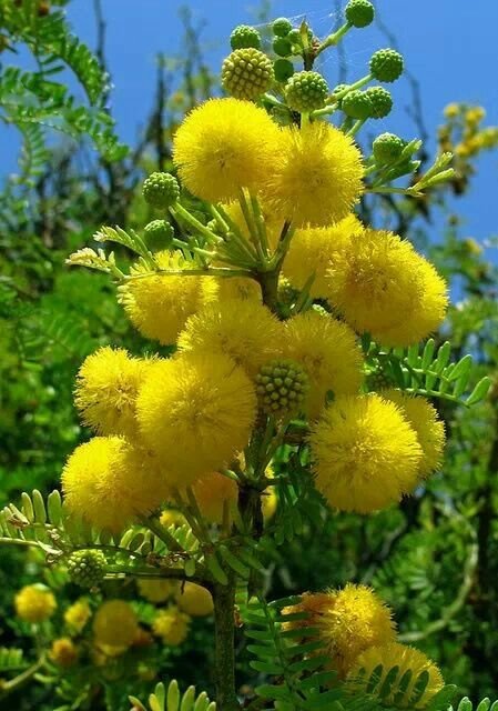Acacia Franesiana (طلح الفتنه)