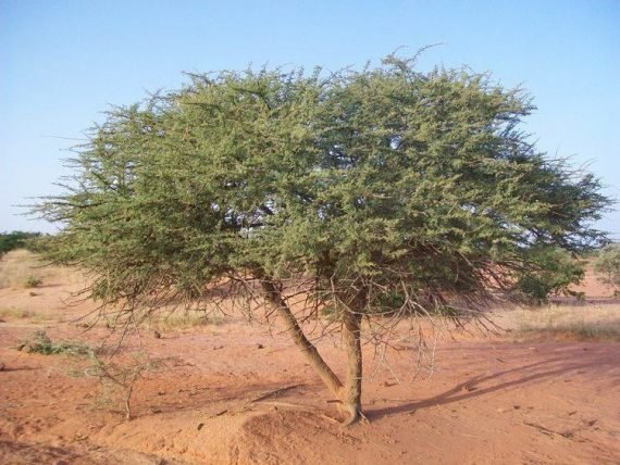 Acacia ehrenbergiana (سلم)