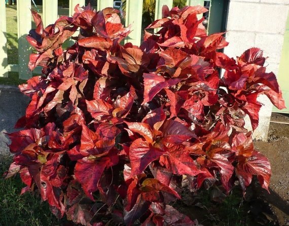 Acalypha wilkesiana (أكاليفـا)