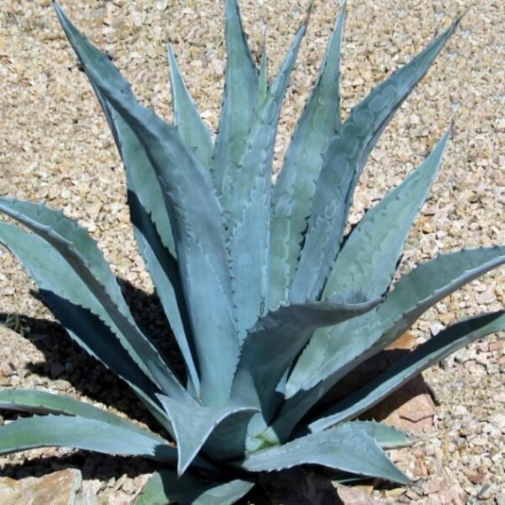 Agave Americana (صبّار أمريكي)