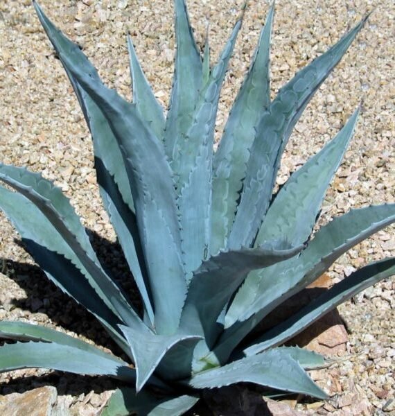 Agave Americana (صبّار أمريكي)