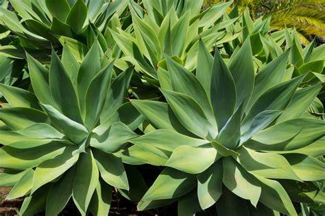 Agave Americana (صبّار أمريكي)