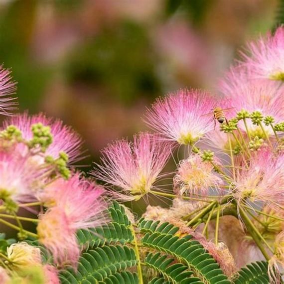 Albizia Julibrissin (ألبيزيا جوليبريسين) - Image 4