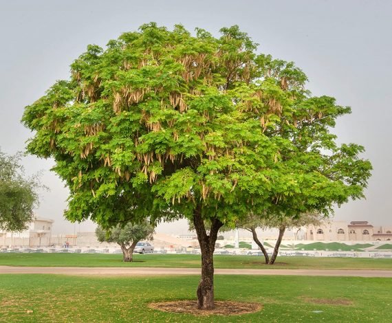 Albizia Lebbeck (البيزياء)