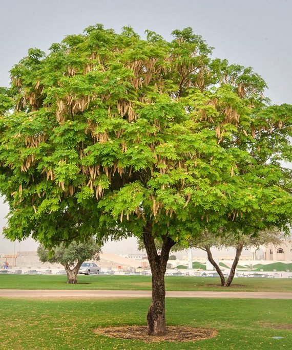 Albizia Lebbeck (البيزياء)