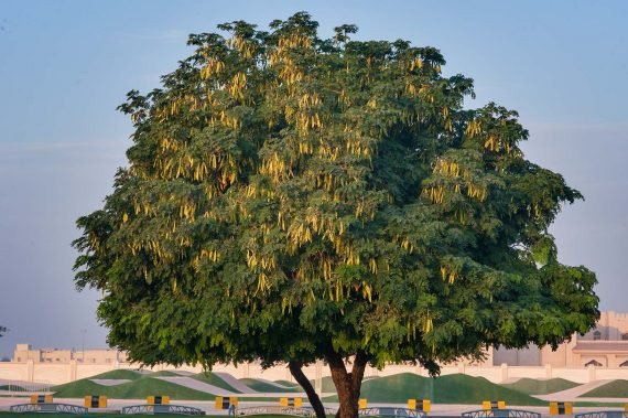 ⁦Albizia Lebbeck (البيزياء)⁩ - الصورة ⁦2⁩