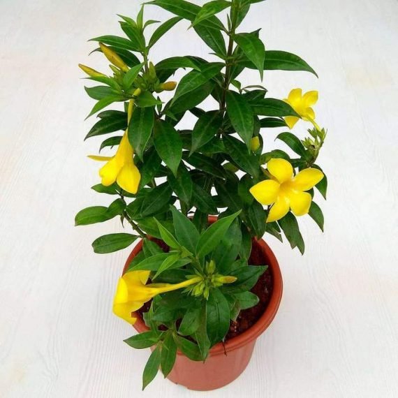 Allamanda cathartica (الألمندا الأصفر - البوق الذهبي)