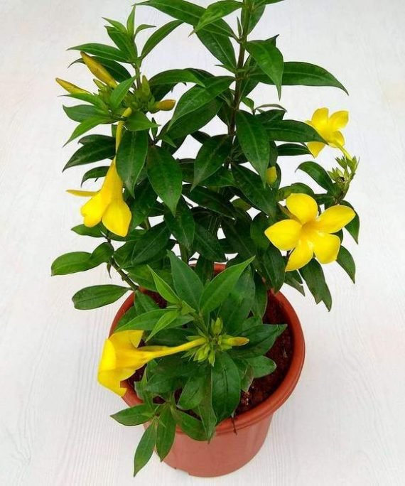 Allamanda cathartica (الألمندا الأصفر - البوق الذهبي)