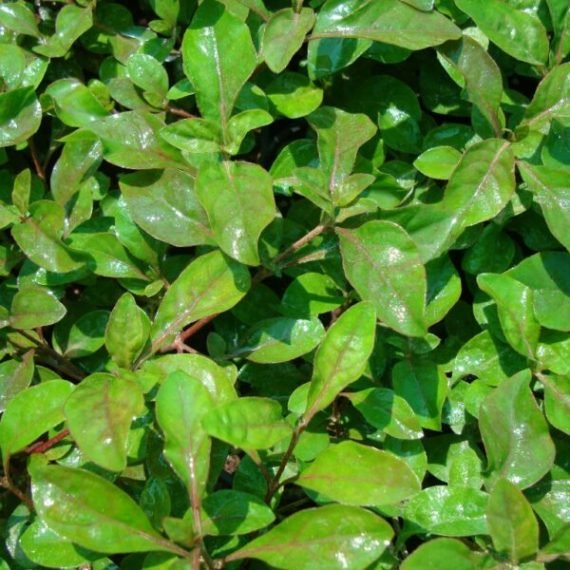 Alternanthera amoena "Red" (الترنيترا)