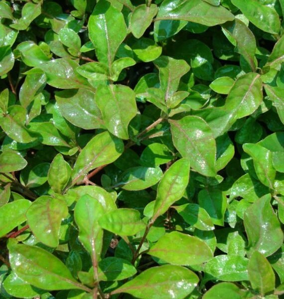 Alternanthera amoena "Red" (الترنيترا)