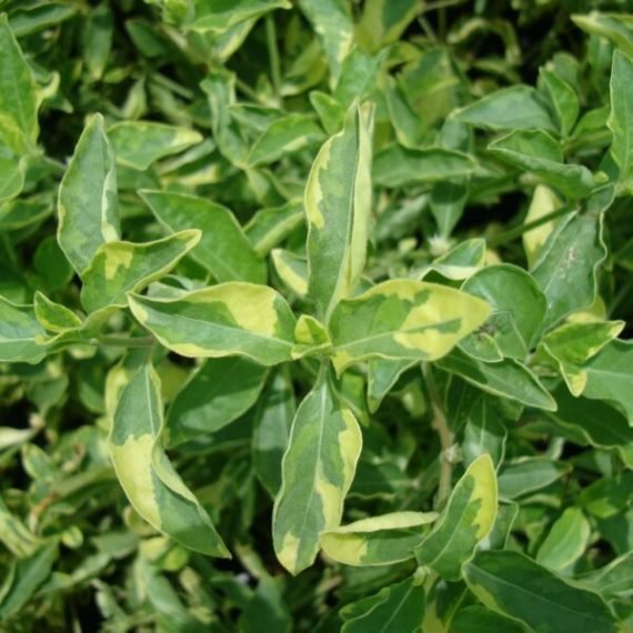 Alternanthera ficoidea ‘Gold’(َقْمَة الحَمَل)