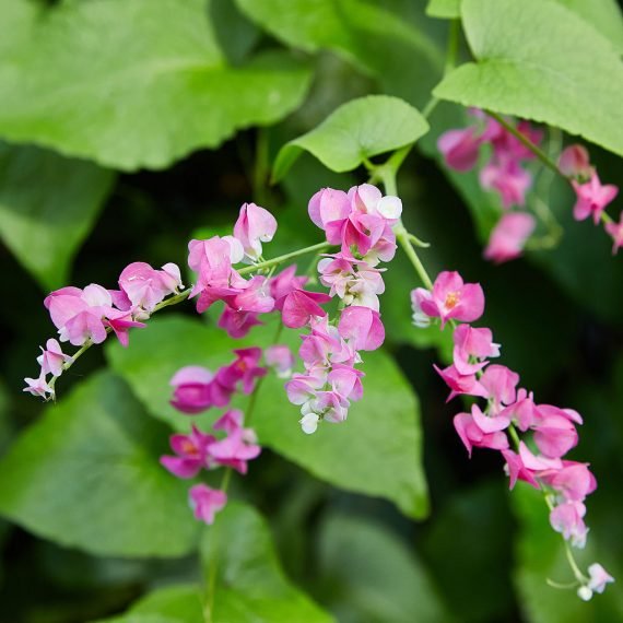 Antigonon leptopus (الكرمة المرجانية)