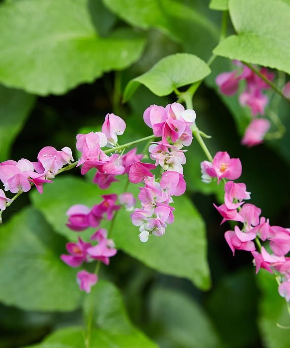 Antigonon leptopus (الكرمة المرجانية)