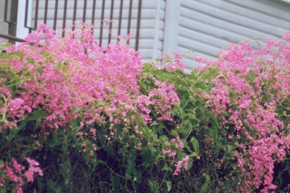 Antigonon leptopus (الكرمة المرجانية) - Image 2
