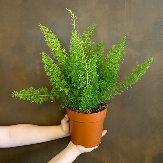 Asparagus densiflorus (اسبرجس خشن)