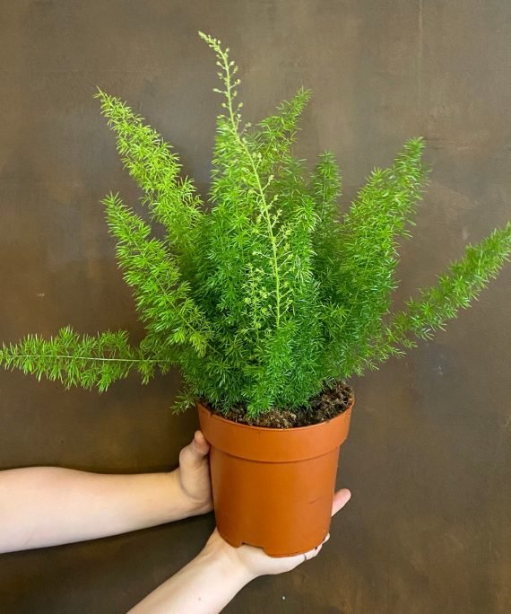 Asparagus densiflorus (اسبرجس خشن)