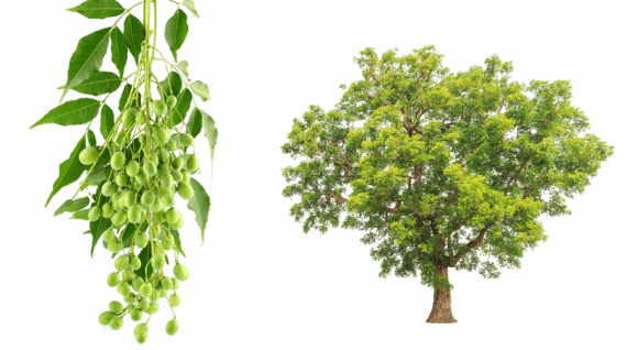 Azadarichta Indica (نيم - شريش)
