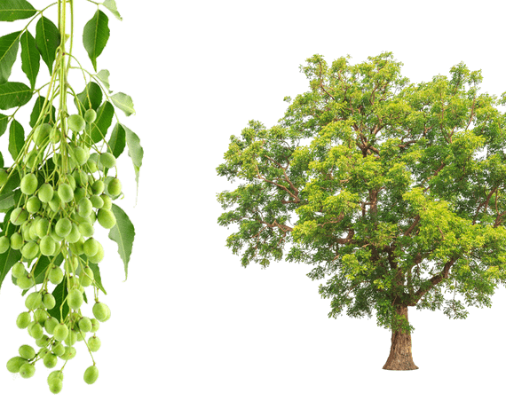 Azadarichta Indica (نيم - شريش)
