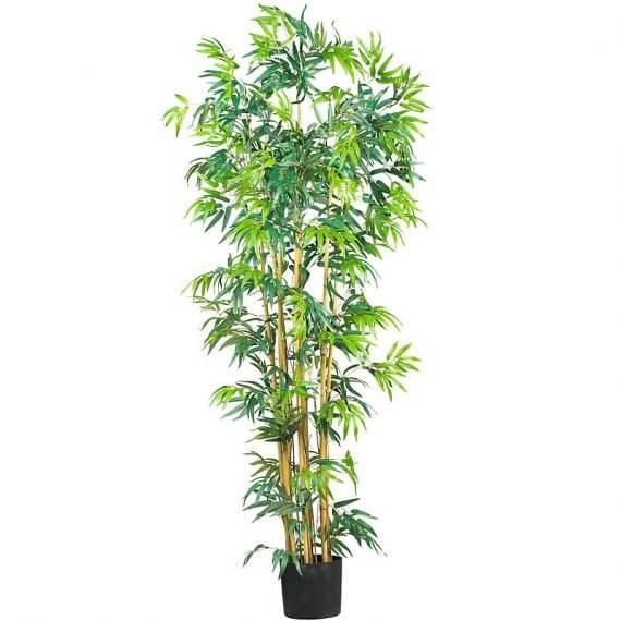 Bambusa Ventricosa (بامبو)