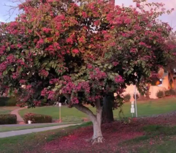 Bauhinia Purpurea (خف الجمل)