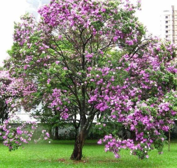 Bauhinia variegata (بوهينيا ملونه)