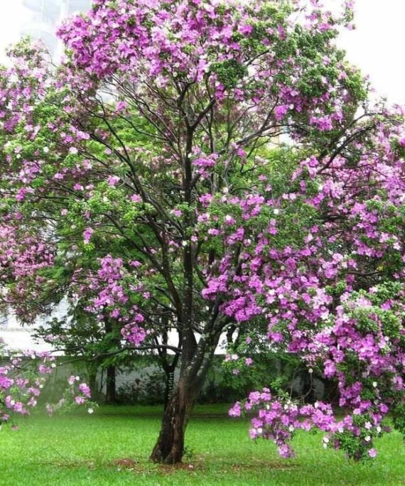 Bauhinia variegata (بوهينيا ملونه)