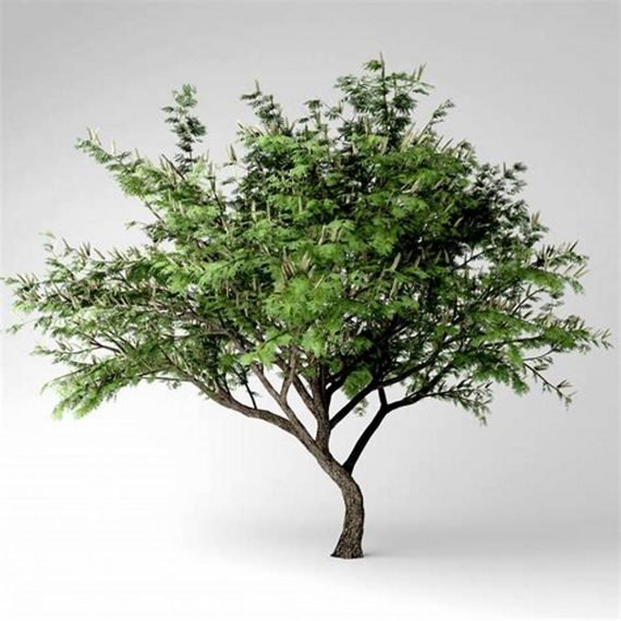 Bauhinia variegata (بوهينيا ملونه) - Image 2