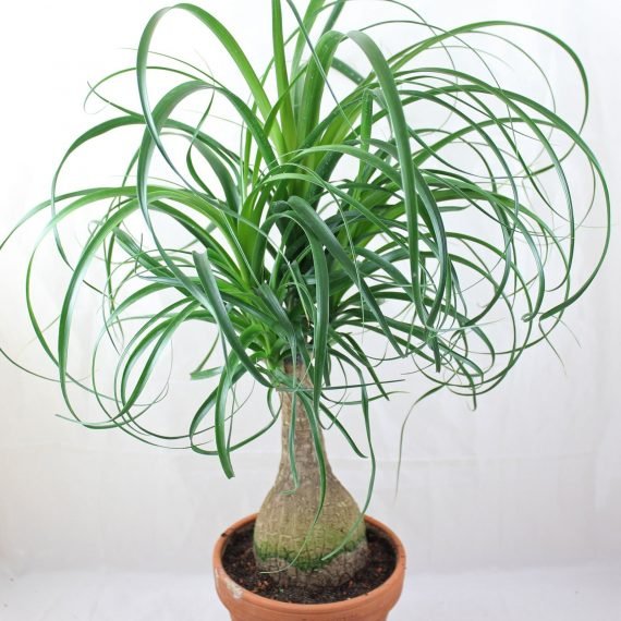 Beaucarnea recurvata or Nolina recurvata (المجتمع الراقى)