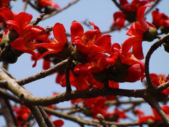 Bombax ceiba (خيزران)