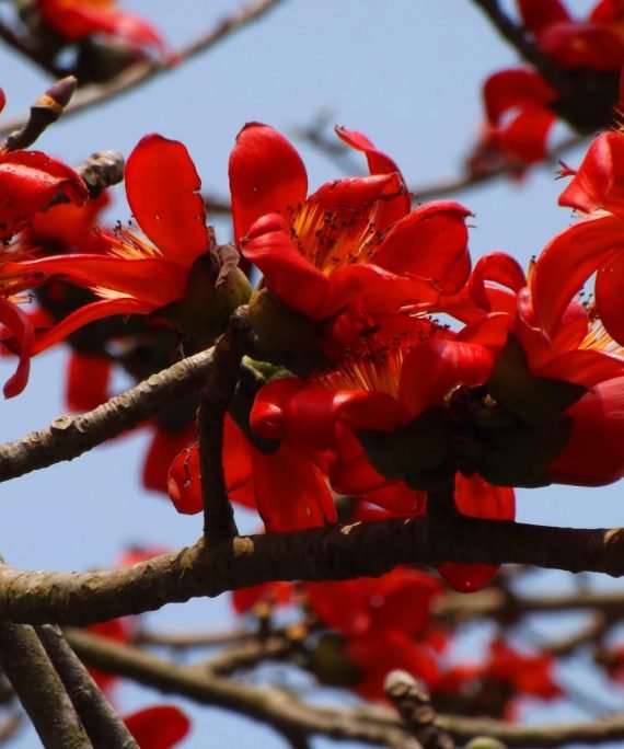 Bombax ceiba (خيزران)