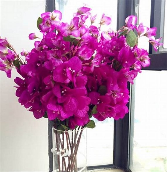 Bougainvillea (جهنميه) - Image 11