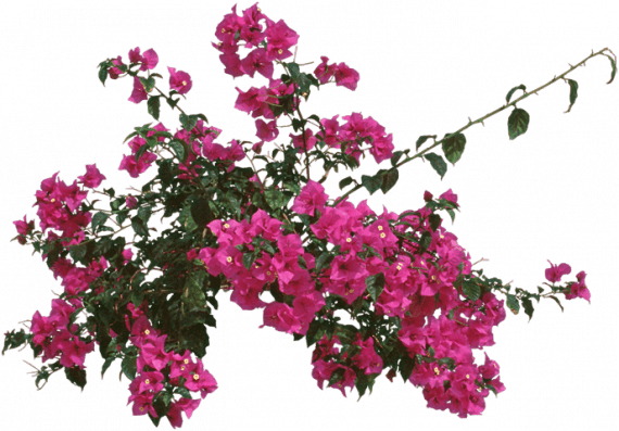 Bougainvillea 'Pink Pixie' (جهنميه بنك بكسىي)