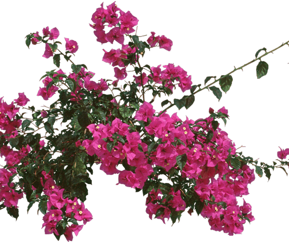 Bougainvillea 'Pink Pixie' (جهنميه بنك بكسىي)