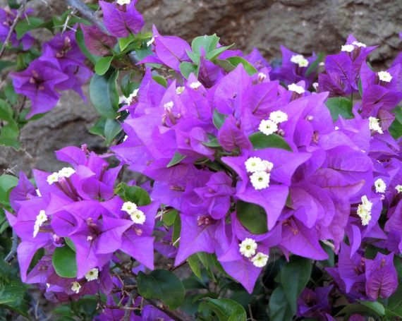 Bougainvillea (جهنميه) - Image 3