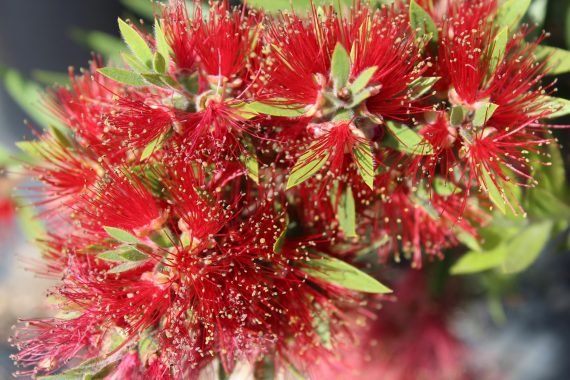 Callistemon Viminalis (فرشاة الزجاج) - Image 2
