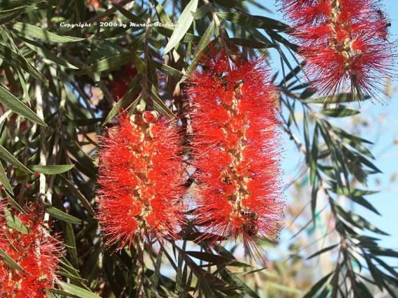 Callistemon Viminalis (فرشاة الزجاج)