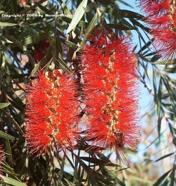 Callistemon Viminalis (فرشاة الزجاج)