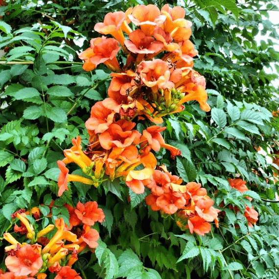 Campsis radicans (بجنونيا)