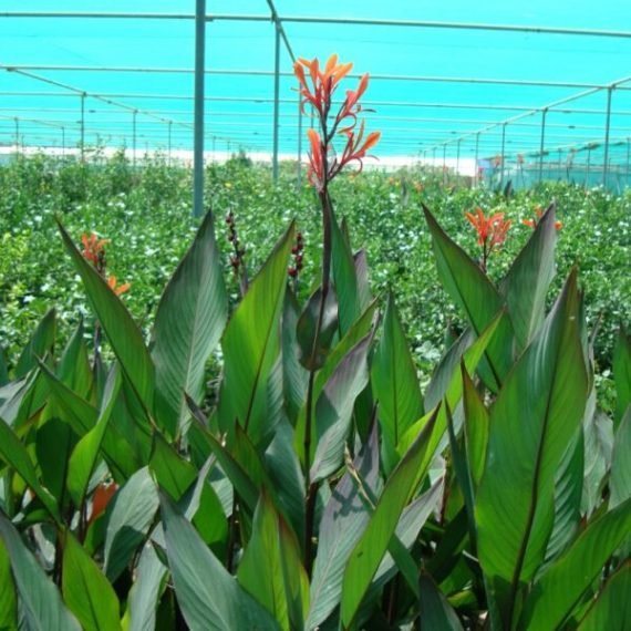 Canna indica red ‘Purpurea’ (قنا اهندى احمر)