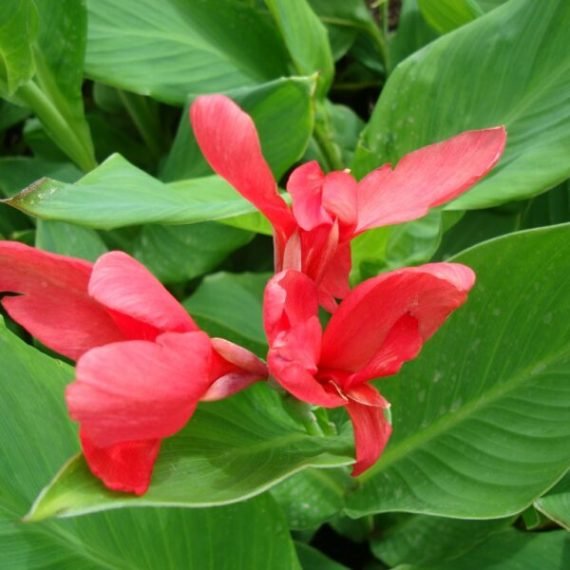 Canna indica red ‘Purpurea’ (قنا اهندى احمر) - Image 2