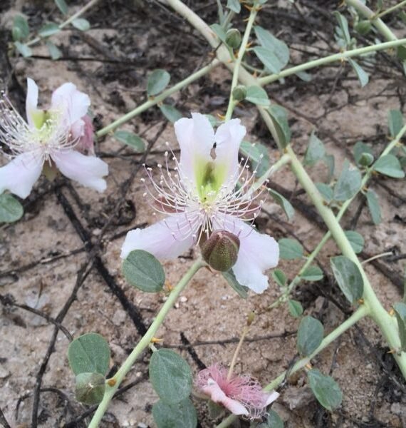 Capparis spinosa (شفلح)