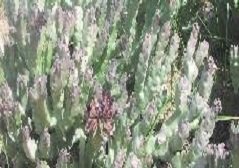 Caralluma arabica (خنصور)
