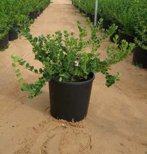 Carissa Grandiflora (Macrocarpa)(كاريسا كبيرة الثمار)